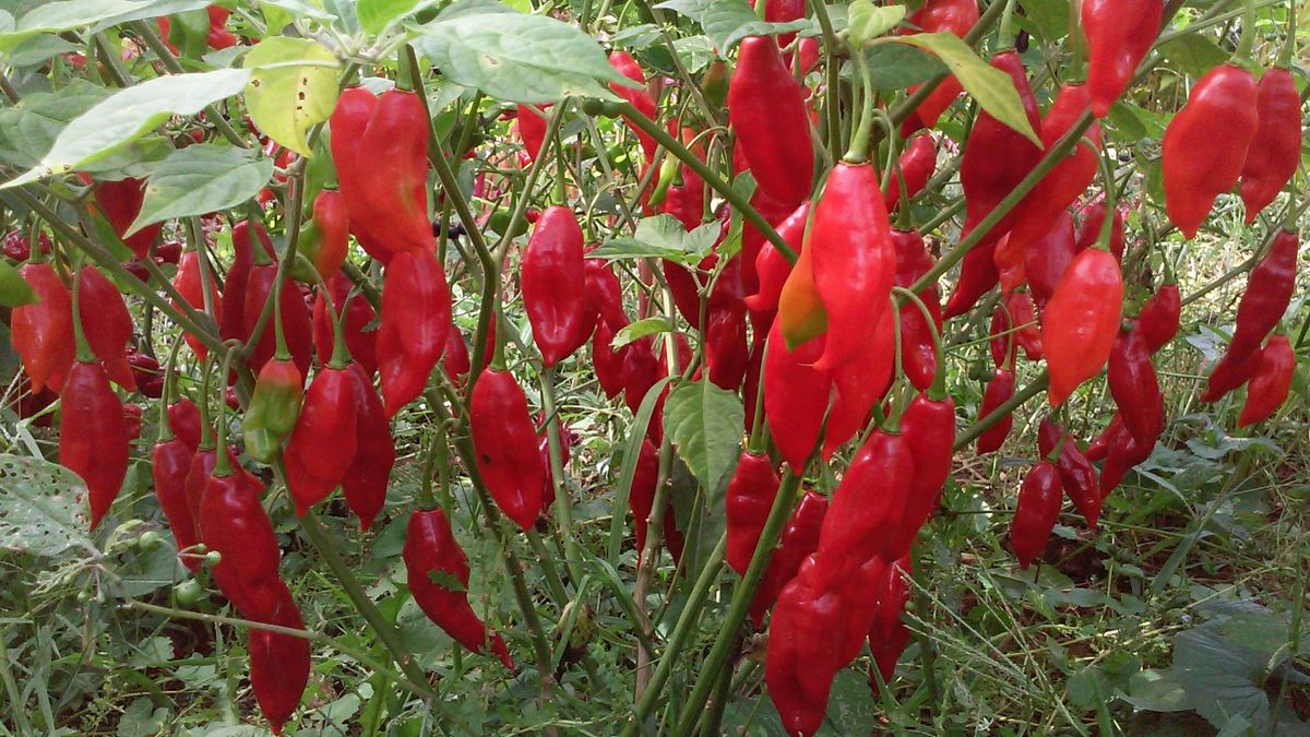 Hot Paper Lantern Pepper Seeds